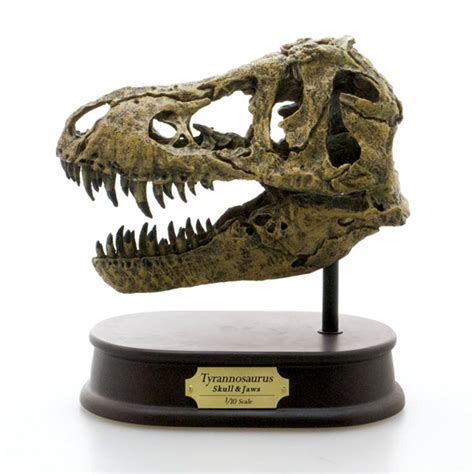 reproduction dinosaur skulls for sale.